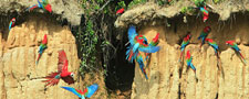 Peru-Amazon-Complete Manu Biosphere Reserve Experience